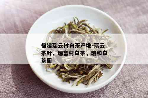 福建瑞云村白茶产地-瑞云茶叶，瑞畲村白茶，瑞和白茶园