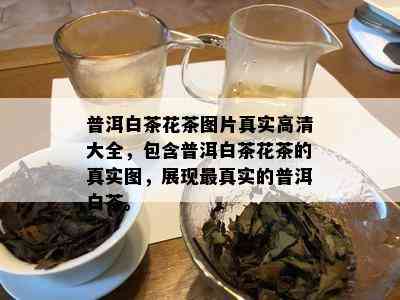 普洱白茶花茶图片真实高清大全，包含普洱白茶花茶的真实图，展现最真实的普洱白茶。