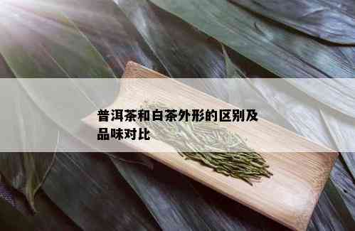 普洱茶和白茶外形的区别及品味对比