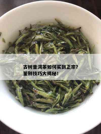 古树普洱茶如何买到正宗？鉴别技巧大揭秘！