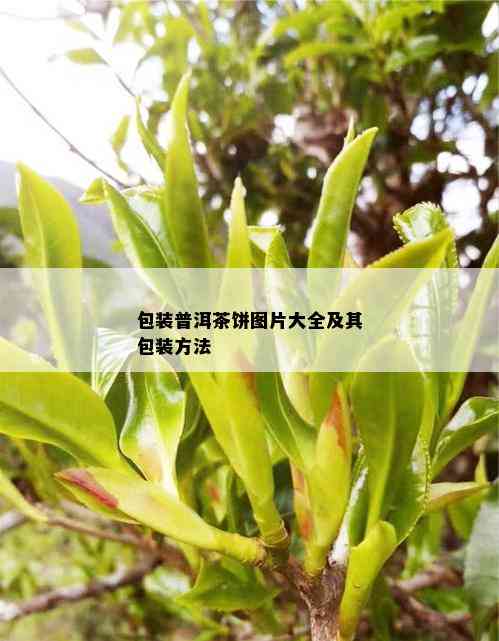 包装普洱茶饼图片大全及其包装方法