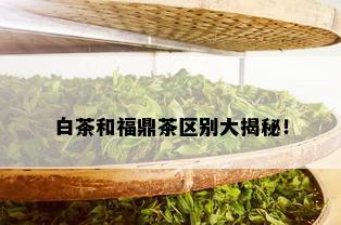 白茶和福鼎茶区别大揭秘！