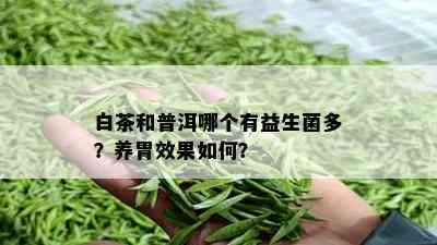 白茶和普洱哪个有益生菌多？养胃效果如何？