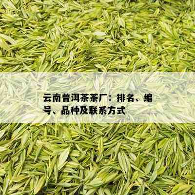 云南普洱茶茶厂：排名、编号、品种及联系方式