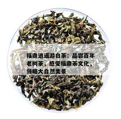 福鼎逍遥游白茶：品尝百年老树茶，感受福鼎茶文化，领略大自然美景