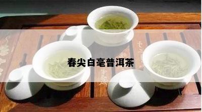 春尖白毫普洱茶