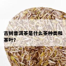 古树普洱茶是什么茶种类和茶叶？