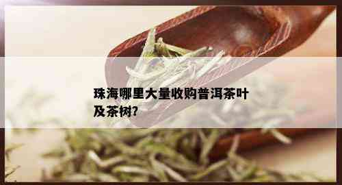 珠海哪里大量收购普洱茶叶及茶树？