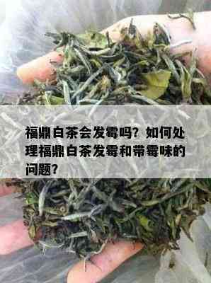 福鼎白茶会发霉吗？如何处理福鼎白茶发霉和带霉味的问题？