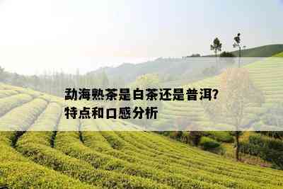 勐海熟茶是白茶还是普洱？特点和口感分析