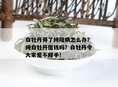 白牡丹得了纯阳病怎么办？纯白牡丹值钱吗？白牡丹令大家爱不释手！