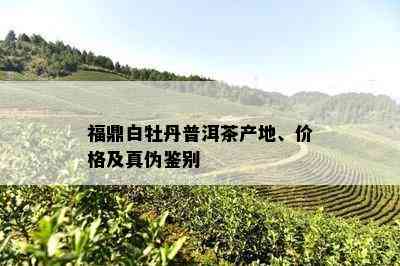 福鼎白牡丹普洱茶产地、价格及真伪鉴别