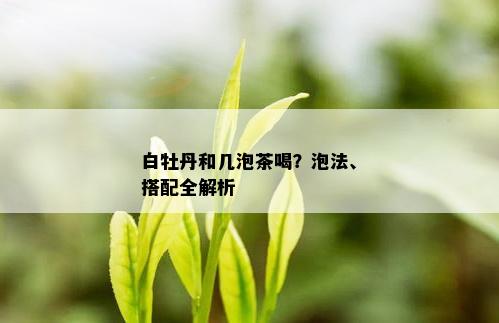 白牡丹和几泡茶喝？泡法、搭配全解析