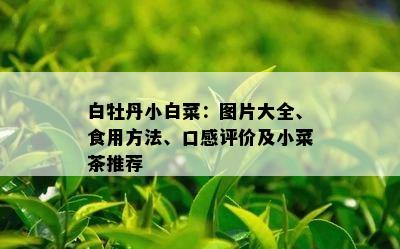 白牡丹小白菜：图片大全、食用方法、口感评价及小菜茶推荐