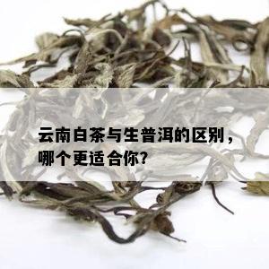 云南白茶与生普洱的区别，哪个更适合你？