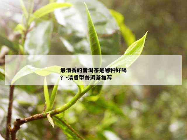 最清香的普洱茶是哪种好喝？-清香型普洱茶推荐