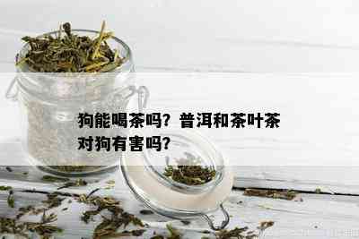 狗能喝茶吗？普洱和茶叶茶对狗有害吗？