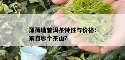 薄荷塘普洱茶特性与价格：来自哪个茶山？