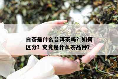 白茶是什么普洱茶吗？如何区分？究竟是什么茶品种？