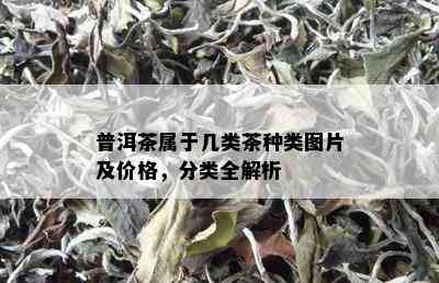 普洱茶属于几类茶种类图片及价格，分类全解析