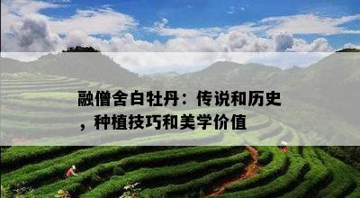 融僧舍白牡丹：传说和历史，种植技巧和美学价值