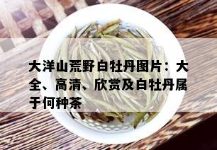 大洋山荒野白牡丹图片：大全、高清、欣赏及白牡丹属于何种茶