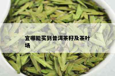 宜哪能买到普洱茶籽及茶叶场