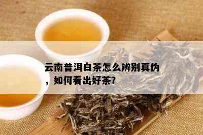 云南普洱白茶怎么辨别真伪，如何看出好茶？