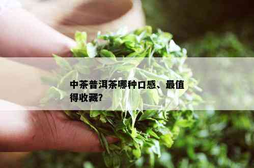 中茶普洱茶哪种口感、最值得收藏？