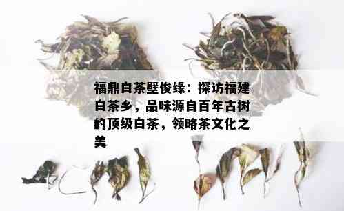 福鼎白茶壁俊缘：探访福建白茶乡，品味源自百年古树的顶级白茶，领略茶文化之美