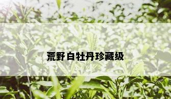 荒野白牡丹珍藏级