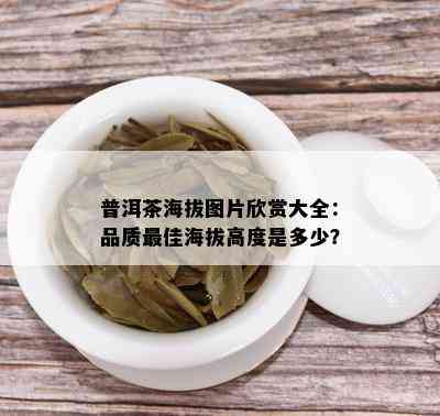 普洱茶海拔图片欣赏大全：品质更佳海拔高度是多少？