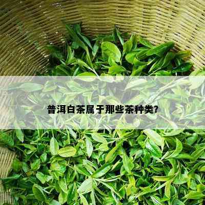 普洱白茶属于那些茶种类？