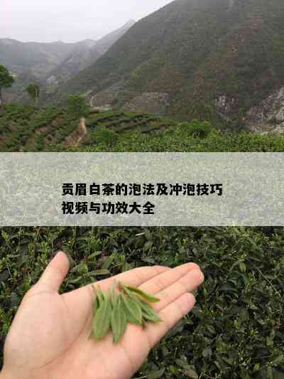 贡眉白茶的泡法及冲泡技巧视频与功效大全