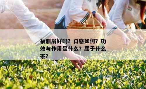 福鼎眉好吗？口感如何？功效与作用是什么？属于什么茶？