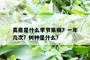 贡眉是什么季节采摘？一年几次？树种是什么？