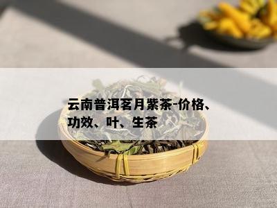 云南普洱茗月紫茶-价格、功效、叶、生茶