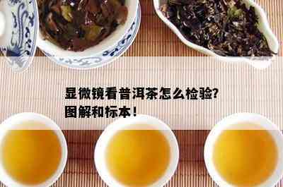 显微镜看普洱茶怎么检验？图解和标本！