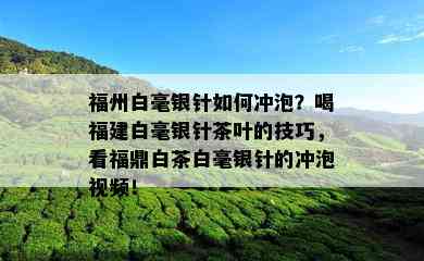 福州白毫银针如何冲泡？喝福建白毫银针茶叶的技巧，看福鼎白茶白毫银针的冲泡视频！