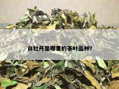 白牡丹是哪里的茶叶品种？