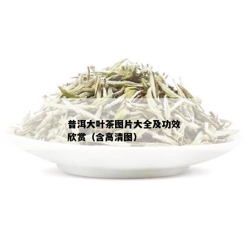 普洱大叶茶图片大全及功效欣赏（含高清图）