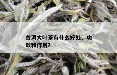 普洱大叶茶有什么好处、功效和作用？