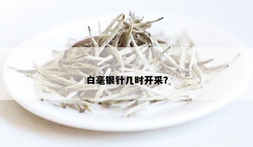 白毫银针几时开采？