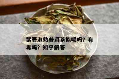 紫壶泡熟普洱茶能喝吗？有吗？知乎解答