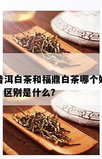 普洱白茶和福鼎白茶哪个好？区别是什么？