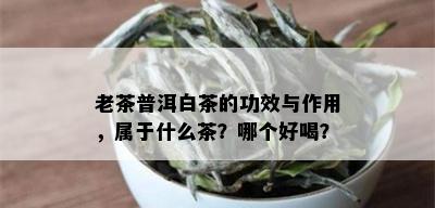 老茶普洱白茶的功效与作用，属于什么茶？哪个好喝？