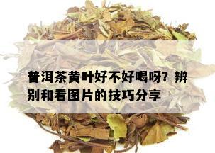 普洱茶黄叶好不好喝呀？辨别和看图片的技巧分享