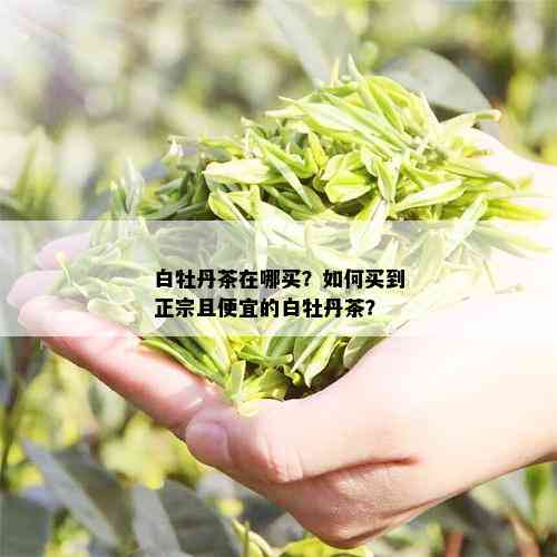 白牡丹茶在哪买？如何买到正宗且便宜的白牡丹茶？