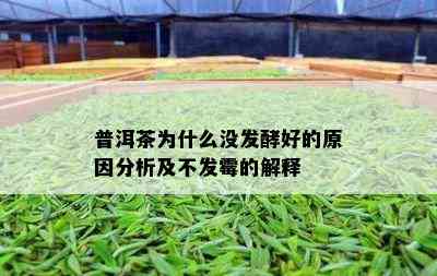 普洱茶为什么没发酵好的原因分析及不发霉的解释