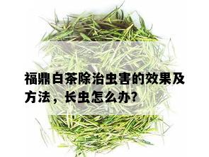 福鼎白茶除治虫害的效果及方法，长虫怎么办？